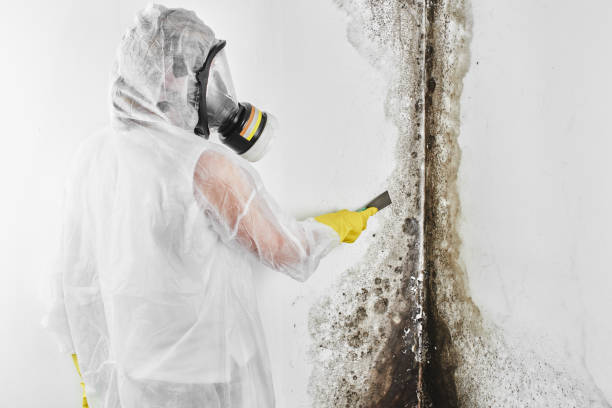 Best Professional Mold Removal  in St David, AZ