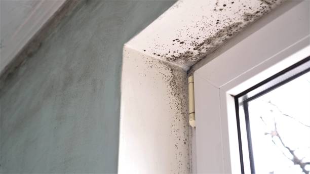 Professional Mold Removal in St David, AZ