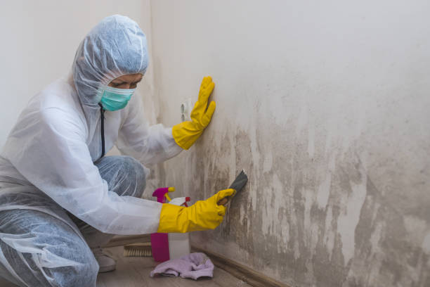 Best Black Mold Removal  in St David, AZ