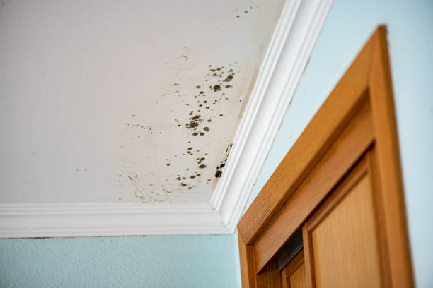 Best Residential Mold Removal  in St David, AZ