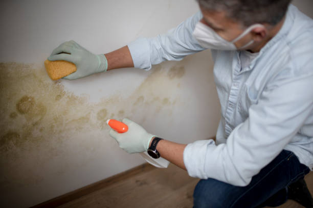 Best Attic Mold Removal  in St David, AZ