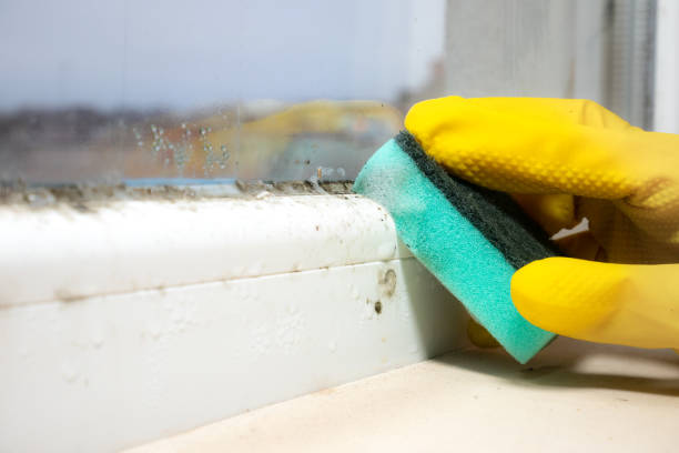 Best Mold Testing  in St David, AZ
