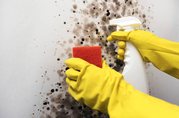 Best Commercial Mold Removal  in St David, AZ