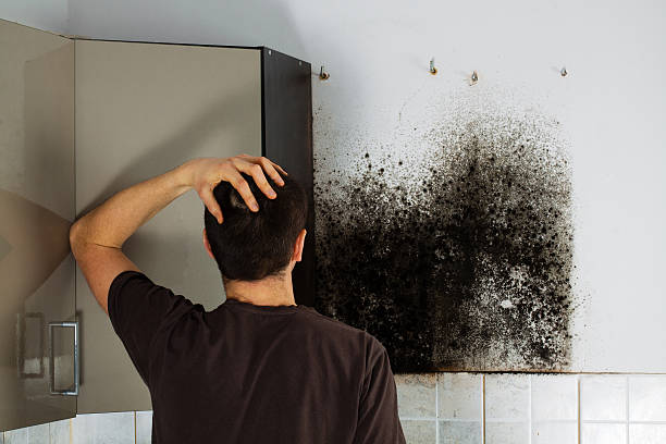 Best Fast Mold Removal  in St David, AZ